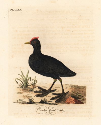 红嘴鸥或凤头鸥，Fulica cristata。约翰-莱瑟姆根据他自己的《鸟类通史》手绘和雕刻的彩色铜版画，温彻斯特。 作者 约翰·莱瑟姆
