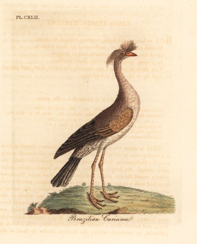 红腿塞里马或冠状卡里马，Cariama cristata（巴西卡里马，Palamedea cristata）。约翰-莱瑟姆根据他自己的《鸟类通史》绘制和雕刻的手绘铜版，温彻斯特 作者 约翰·莱瑟姆