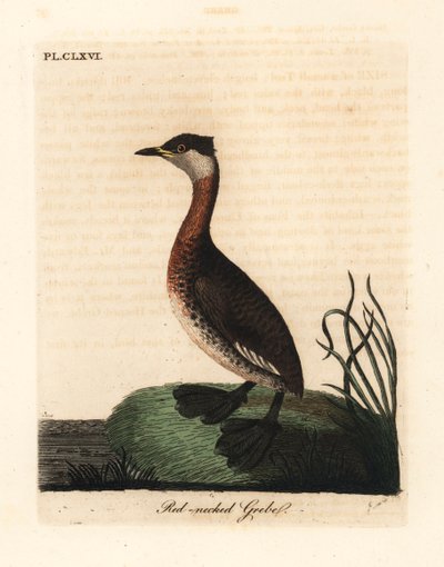 红颈鸊鷉，Podiceps grisegena（Podiceps rubricollis）。约翰-莱瑟姆根据他自己的《鸟类通史》绘制和雕刻的手绘铜版，温彻斯特 作者 约翰·莱瑟姆