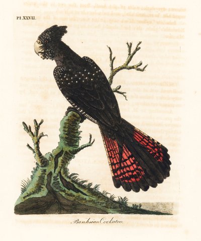 红尾黑鹦鹉，Calyptorhynchus banksii（Banksian cockatoo，Psittacus banksii）。约翰-莱瑟姆根据他自己的《鸟类通史》绘制和雕刻的手绘铜版，温彻斯特 作者 约翰·莱瑟姆