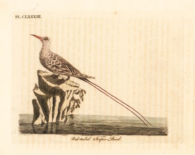 红尾热带鸟，Phaethon rubricauda（Phaeton phoenicurus）。约翰-莱瑟姆根据他自己的《鸟类通史》绘制和雕刻的手绘铜版，温彻斯特 作者 约翰·莱瑟姆