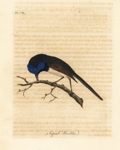 红翅仙鹤，Malurus elegans (Superb warbler, Sylvia cyanea)。约翰-莱瑟姆根据他自己的《鸟类通史》绘制和雕刻的手绘铜版，温彻斯特 作者 约翰·莱瑟姆