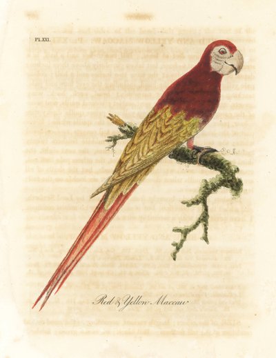 猩红金刚，Ara macao（红黄金刚，Macrocercus aracanga）。约翰-莱瑟姆根据他自己的《鸟类通史》绘制和雕刻的手绘铜版，温彻斯特 作者 约翰·莱瑟姆