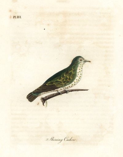 闪亮的铜杜鹃，Chrysococcyx lucidus（闪亮的杜鹃，Cuculus lucidus）。约翰-莱瑟姆根据他自己的《鸟类通史》绘制和雕刻的手绘铜版，温彻斯特 作者 约翰·莱瑟姆
