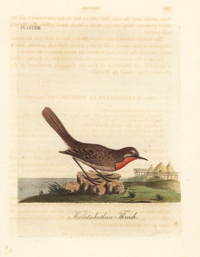 西伯利亚红宝石鸟，Luscinia calliope（Kamschatkan鸫，Turdus calliope）。约翰-莱瑟姆根据自己的《鸟类通史》绘制和雕刻的手绘铜版，温彻斯特 作者 约翰·莱瑟姆