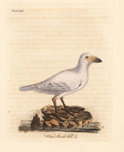 雪鞘鸟，Chionis albus（白鞘鸟，Vaginalis chionis）。约翰-莱瑟姆根据他自己的《鸟类通史》绘制和雕刻的手绘铜版，温彻斯特 作者 约翰·莱瑟姆