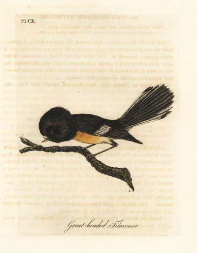 南岛山雀，Petroica macrocephala macrocephala（大头山雀，Parus macrocephalus）。原产于新西兰。约翰-莱瑟姆根据他自己的《鸟类通史》绘制和雕刻的手绘铜版，温彻斯特 作者 约翰·莱瑟姆
