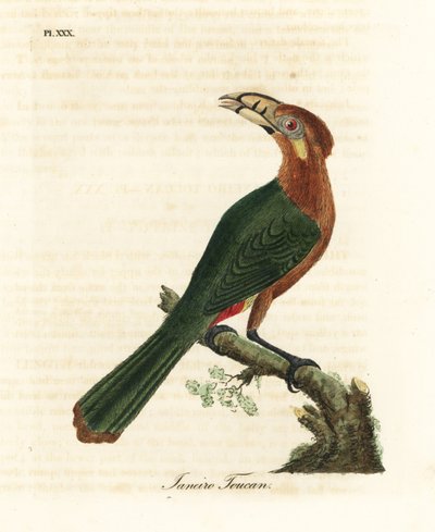 斑嘴巨嘴鸟，Selenidera maculirostris，女性。贾内罗巨嘴鸟。约翰-莱瑟姆根据他自己的《鸟类通史》绘制和雕刻的手绘铜版，温彻斯特 作者 约翰·莱瑟姆