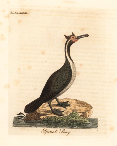 斑鸠或帕雷卡，Phalacrocorax punctatus（Pelecanus punctatus）。约翰-莱瑟姆根据他自己的《鸟类通史》绘制和雕刻的手绘铜版，温彻斯特 作者 约翰·莱瑟姆
