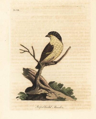有条纹的鹦鹉，Pardalotus striatus (Stripped-headed manakin, Pipra striata)。约翰-莱瑟姆根据他自己的《鸟类通史》绘制和雕刻的手绘铜版，温彻斯特 作者 约翰·莱瑟姆