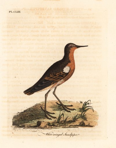 大溪地鹬，Prosobonia leucoptera。已灭绝。(White-winged sandpiper, Tringa leucoptera.) 由John Latham根据他自己的《鸟类通史》绘制和雕刻的手绘铜版，温彻斯特。 作者 约翰·莱瑟姆