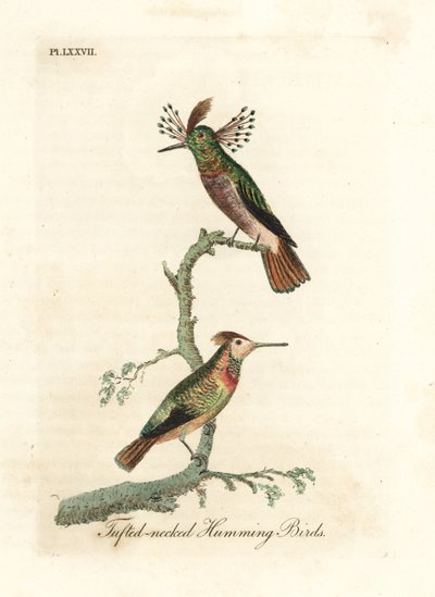 簇状鸡，Lophornis ornatus（簇状颈蜂鸟，Trochilus ornatus）。雄性和雌性。约翰-莱瑟姆根据他自己的《鸟类通史》绘制和雕刻的手绘铜版，温彻斯特 作者 约翰·莱瑟姆