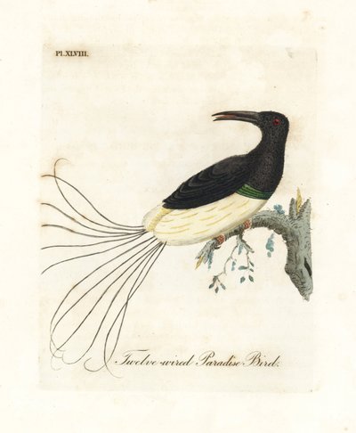 十二线天堂鸟，Seleucidis melanoleucus（Paradisea nigricans）。约翰-莱瑟姆根据他自己的《鸟类通史》绘制和雕刻的手绘铜版，温彻斯特 作者 约翰·莱瑟姆