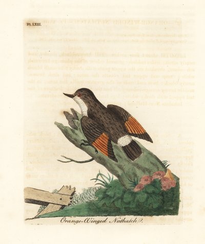 Varied sittella, Daphoenositta chrysoptera（橙翅雀，Sitta chrysoptera）。约翰-莱瑟姆根据他自己的《鸟类通史》绘制和雕刻的手绘铜版，温彻斯特 作者 约翰·莱瑟姆