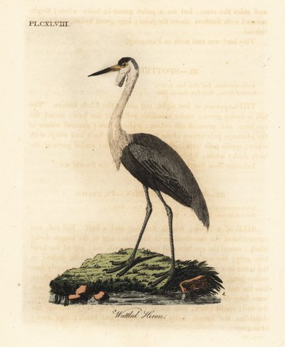 疣状头骨，Bugeranus carunculatus。脆弱的。(Wattled heron, Ardea carunculata.) 由John Latham根据他自己的《鸟类通史》绘制和雕刻的手绘铜版，温彻斯特 作者 约翰·莱瑟姆