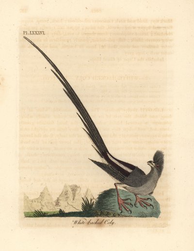 白背鼠鸟，Colius colius（白背科利，Colius leuconotus）。约翰-莱瑟姆根据他自己的《鸟类通史》绘制和雕刻的手绘铜版，温彻斯特 作者 约翰·莱瑟姆