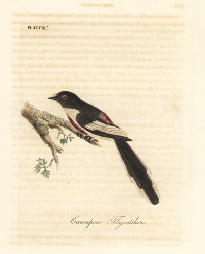 白腹狸，Pericrocotus erythropygius (Cawnpore flycatcher)。印度。约翰-莱瑟姆根据他自己的《鸟类通史》绘制和雕刻的手绘铜版，温彻斯特 作者 约翰·莱瑟姆