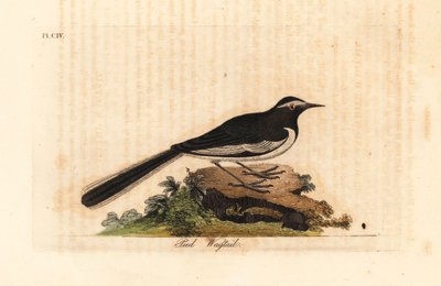白眉鹡鸰金宽脚鹡鸰，Motacilla maderaspatensis。(印度的脚鹡鸰)。约翰-莱瑟姆根据他自己的《鸟类通史》绘制和雕刻的手绘铜版，温彻斯特 作者 约翰·莱瑟姆