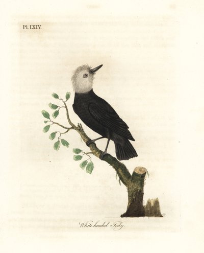 白头沼泽暴君，Arundinicola leucocephala（白头陀，Todus leucocephalus）。约翰-莱瑟姆根据他自己的《鸟类通史》绘制和雕刻的手绘铜版，温彻斯特 作者 约翰·莱瑟姆