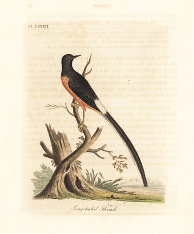 白腰沙马，Copsychus malabaricus macrourus。(作为长尾鸫，Turdus macrourus。）由John Latham根据他自己的《鸟类通史》绘制和雕刻的手绘铜版，温彻斯特。 作者 约翰·莱瑟姆