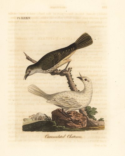 白钟鸟，Procnias albus，雄性和雌性（Carunculated chatterer，Ampelis carunculata）。约翰-莱瑟姆根据他自己的《鸟类通史》绘制和雕刻的手绘铜版，温彻斯特 作者 约翰·莱瑟姆