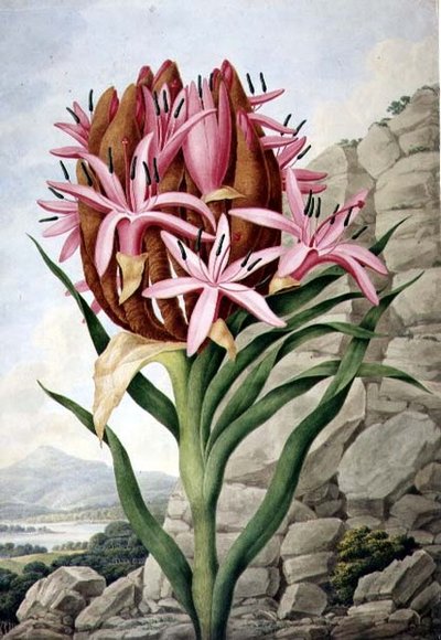 PD.757-1973 矛头百合（Doryanthes excellsa）。 作者 约翰·林德利