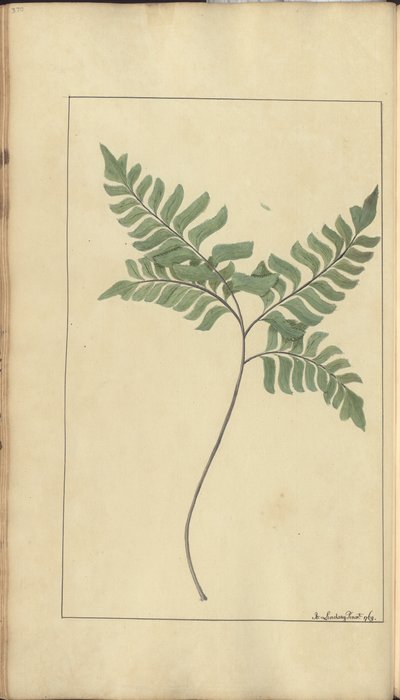 370年的“牙买加政权”专页 作者 约翰·林赛