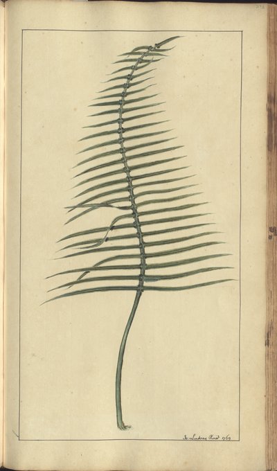 牙买加“ Eleggancies of Jamaica”（一页），第373页 作者 约翰·林赛