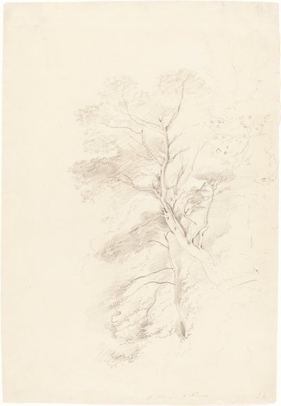 榉树林 作者 约翰·林内尔