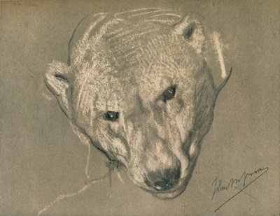 北极熊头的研究，c1901 作者 约翰麦卡伦天鹅