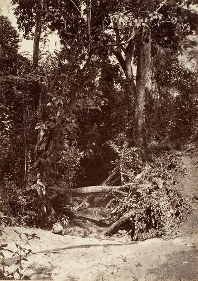 热带风光，布鲁克-埃尔巴诺，奇皮加纳，1871年。 作者 约翰·莫兰