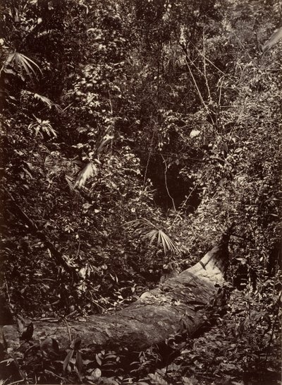 热带风光，热带森林，1871年。 作者 约翰·莫兰
