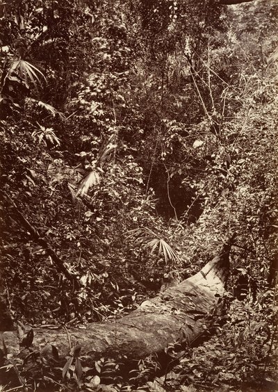 热带风光，热带森林，1871年。 作者 约翰·莫兰