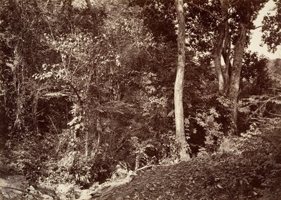 热带风光，Chipigana附近的景色，1871年。 作者 约翰·莫兰