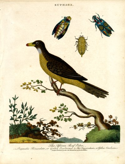 非洲啄木鸟（Buphaga）和宝石甲虫 作者 约翰·帕斯