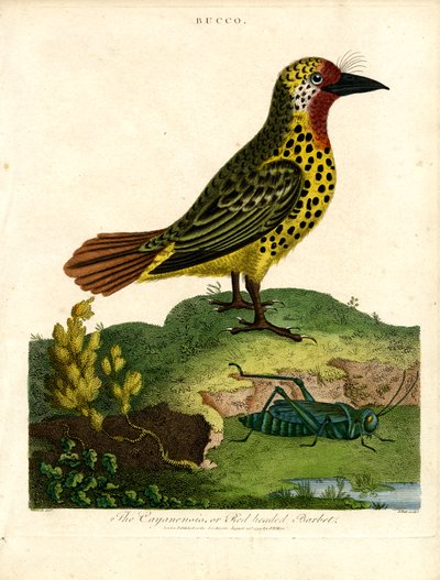 Cayenne Barbet (Bucco) 作者 约翰·帕斯