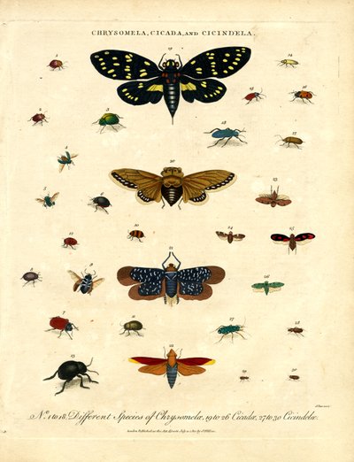 Chrysomela;蝉和 Cicindela 作者 约翰·帕斯