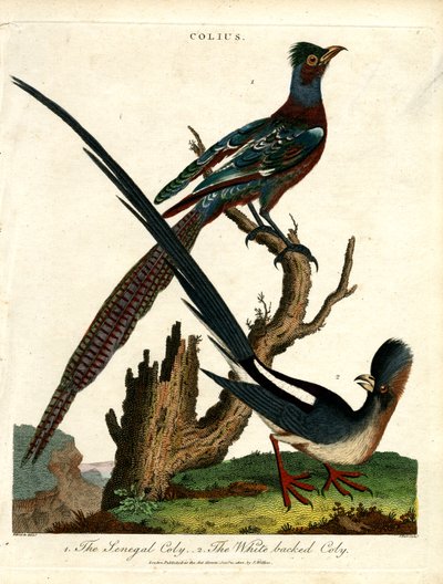 鼠鸟（Colius Species） 作者 约翰·帕斯