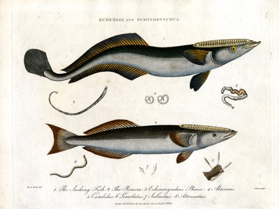Echeneis 和 Echinorynchus：吸鱼和棘鲑 作者 约翰·帕斯