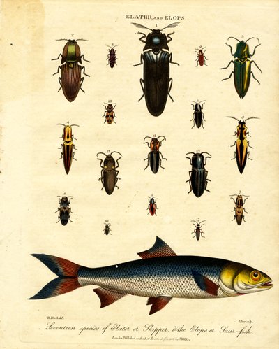 Elater 和 Elops：17 种 Elater 或 Skipper；以及 Elops 或 Saur 鱼 作者 约翰·帕斯