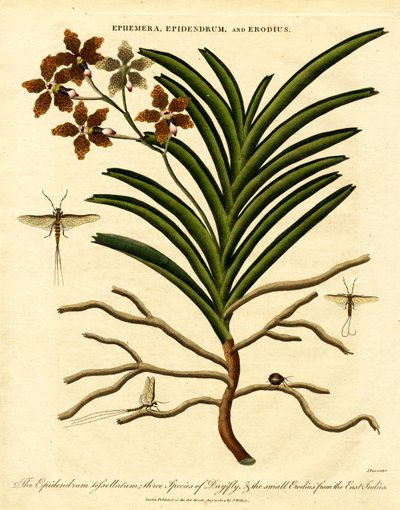 Epidendrum;Ephemera;和 Erodius 作者 约翰·帕斯