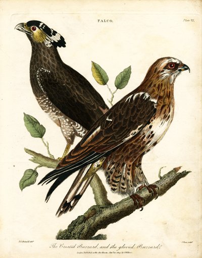 隼凤头鵟和手套鵟 作者 约翰·帕斯