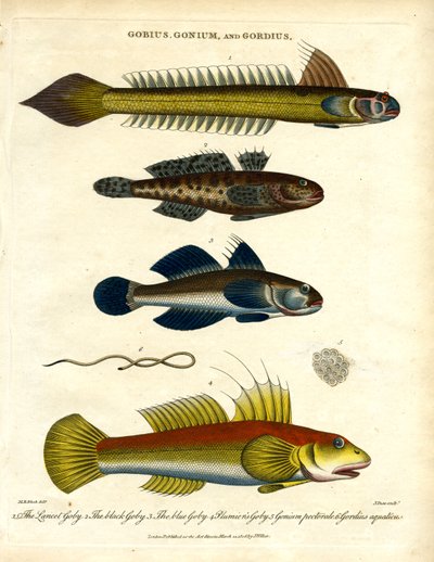 Gobius；Gonium 和 Gordius：鰕虎鱼和毛虫 作者 约翰·帕斯