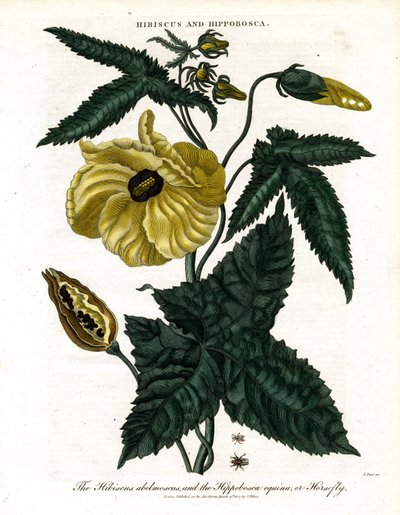 木槿和海马草 作者 约翰·帕斯