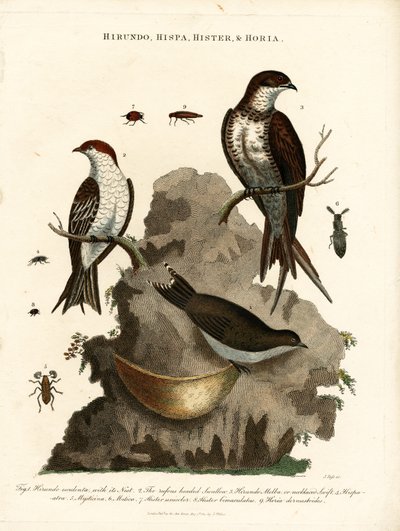 Hirundo;Hispa;Hister  Hortia：燕子和甲虫 作者 约翰·帕斯