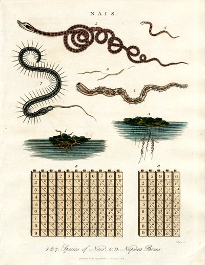 奈斯 - 水生生物和纳皮尔杆 作者 约翰·帕斯