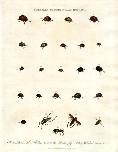 Notoclea；Notonecta；和 Notoxus 甲虫 作者 约翰·帕斯