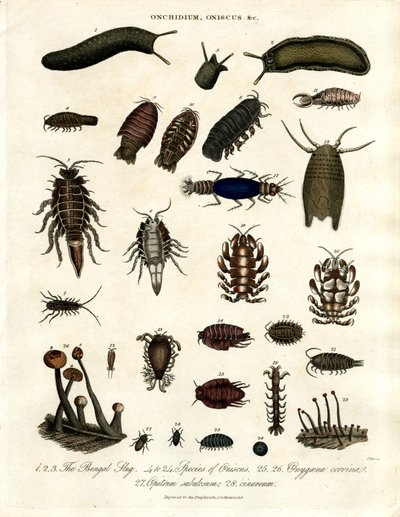 Onchidium; Oniscus 和其他节肢动物 作者 约翰·帕斯