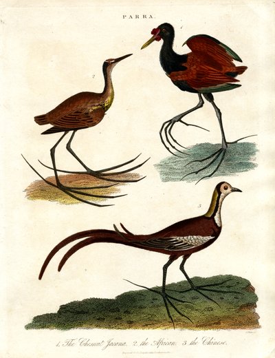 帕拉树种（Jacanas） 作者 约翰·帕斯