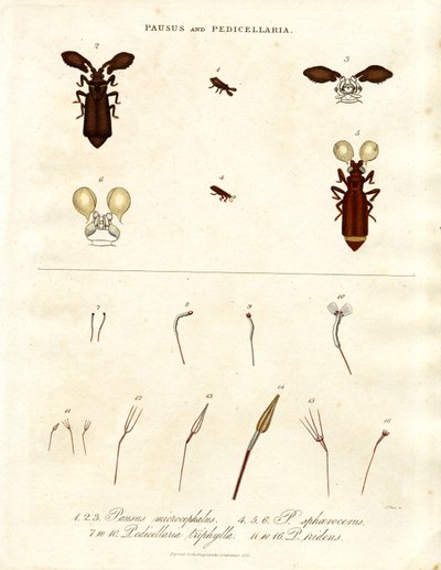 Pausus 和 Pedicellaria - 昆虫种类 作者 约翰·帕斯